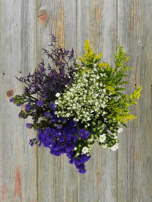 FILLER FLOWERS #2 TINTED BLUE LIMONIUM, GYP, PURPLE STATICE  ASSORTED COMBO BOX